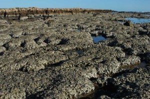 Oysters at the blowholes near Carnarvon, Western Australia.