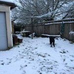 Snowy back yard.